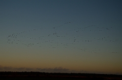 David Plant Photography - Wildlife Photography - Pink-footed goose - N